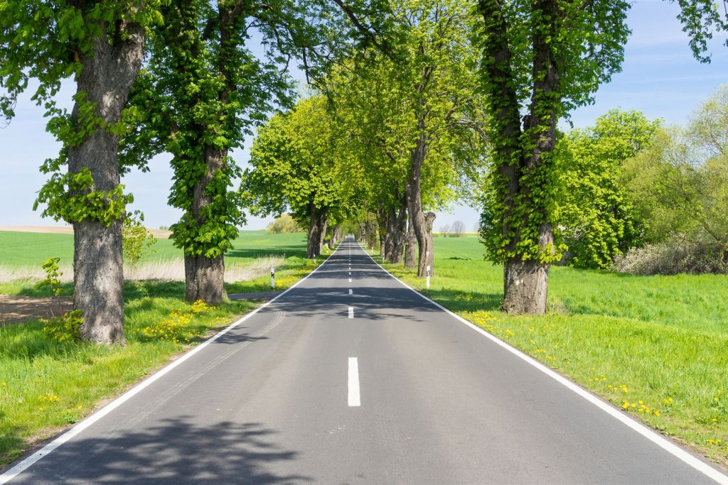 Allee in Brandenburg